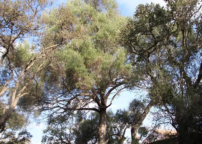 Alpehytte Petralegna